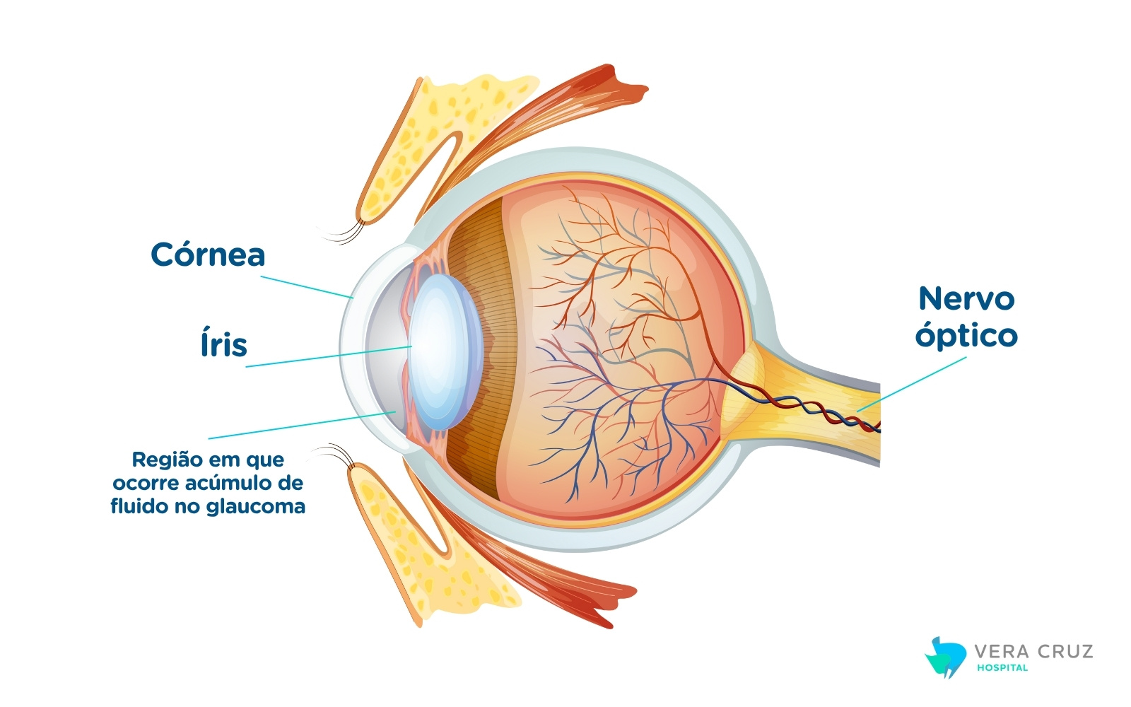 HVC - Blog - Glaucoma - Diagrama Olho